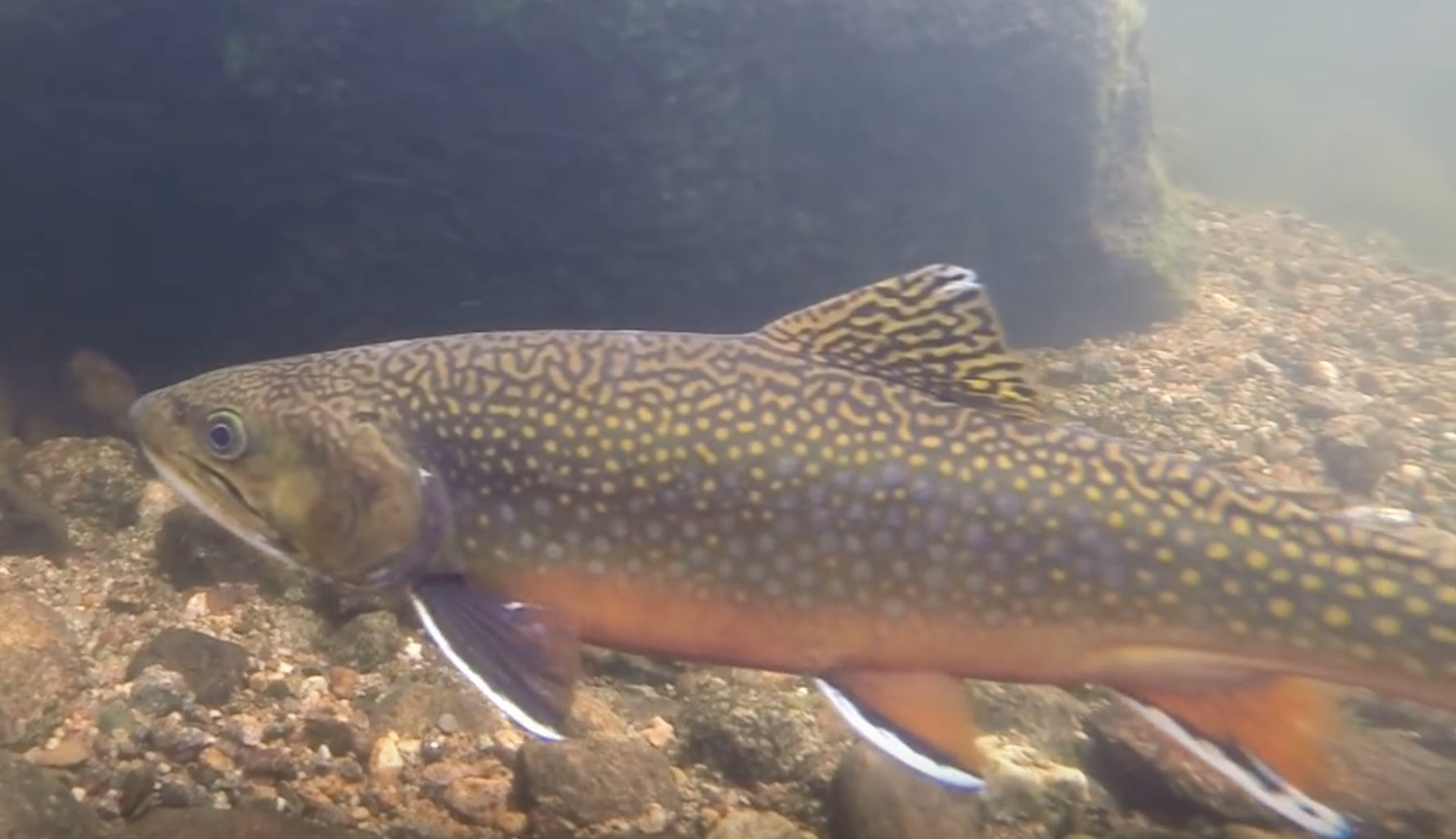 Brook Trout — Kezar Lake Watershed Association